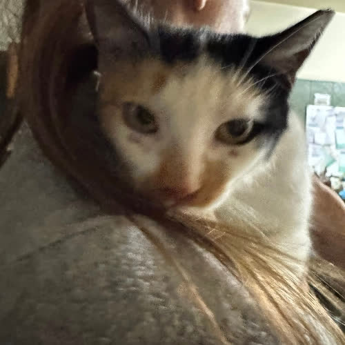 Koty ze schroniska do adopcji Kolorowa kotka 