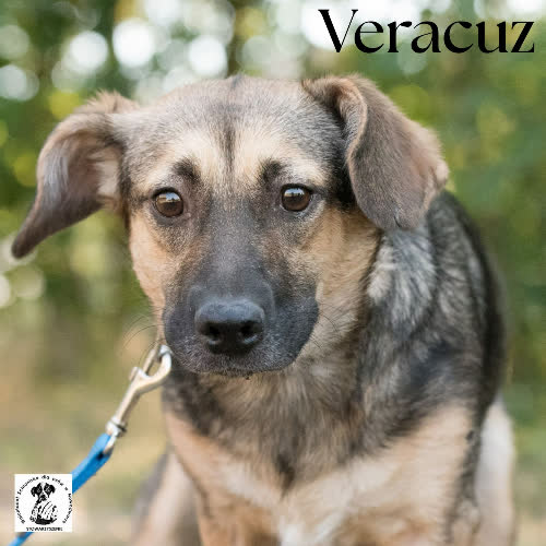 Psy ze schroniska do adopcji Veracruz