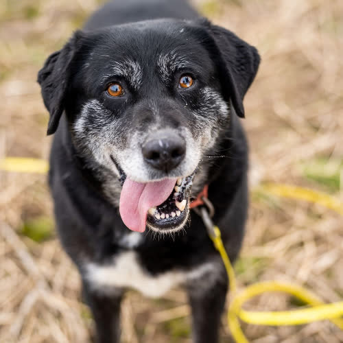 Psy ze schroniska do adopcji Rej