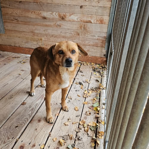 Psy ze schroniska do adopcji Toffi