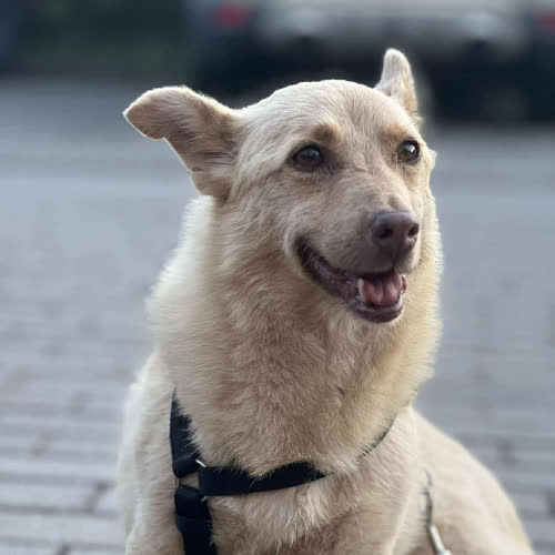 Psy ze schroniska do adopcji Jasna