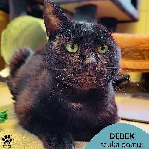 Dębek