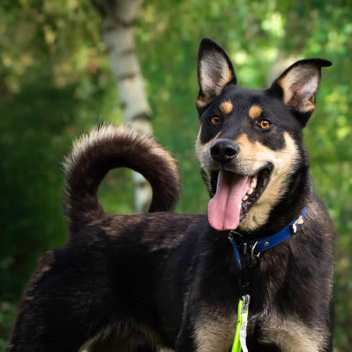 Psy ze schroniska do adopcji PRECEL