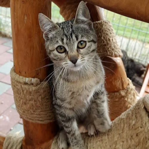 Koty ze schroniska do adopcji Sangria