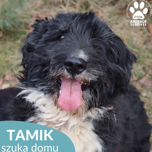 Psy ze schroniska do adopcji Tamik