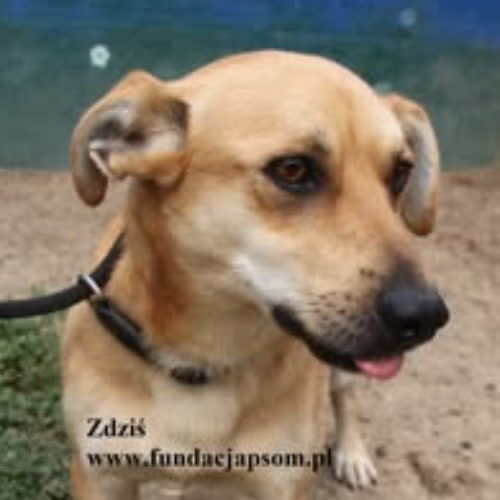 Psy ze schroniska do adopcji Zdziś