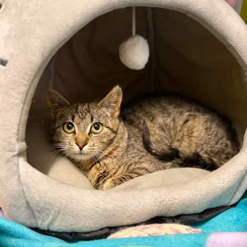 Koty ze schroniska do adopcji Jemiołka