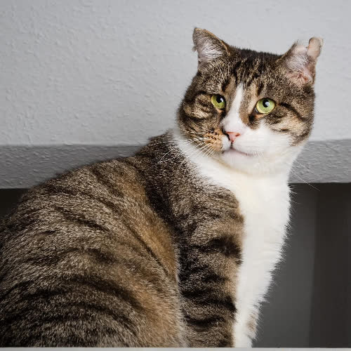 Koty ze schroniska do adopcji Detox