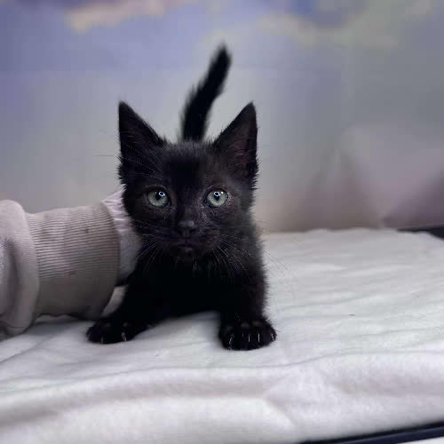 Koty ze schroniska do adopcji Devonte