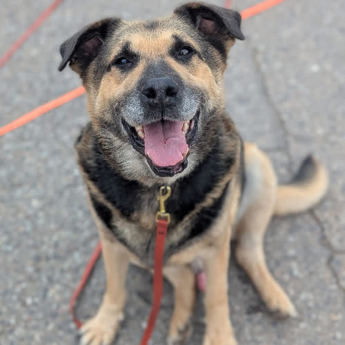 Psy ze schroniska do adopcji BOND