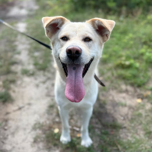 Psy ze schroniska do adopcji Max