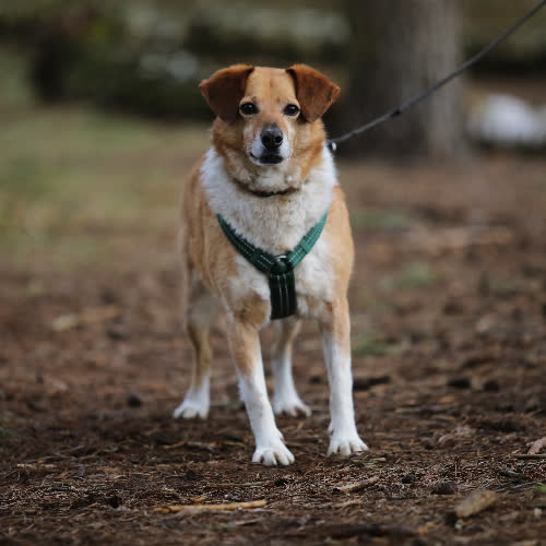 Psy ze schroniska do adopcji Mohito