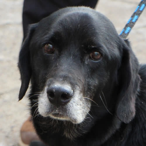 Psy ze schroniska do adopcji Roki 