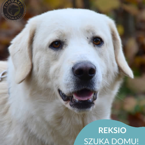 Psy ze schroniska do adopcji Labek