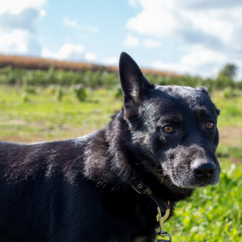 Psy ze schroniska do adopcji Filar
