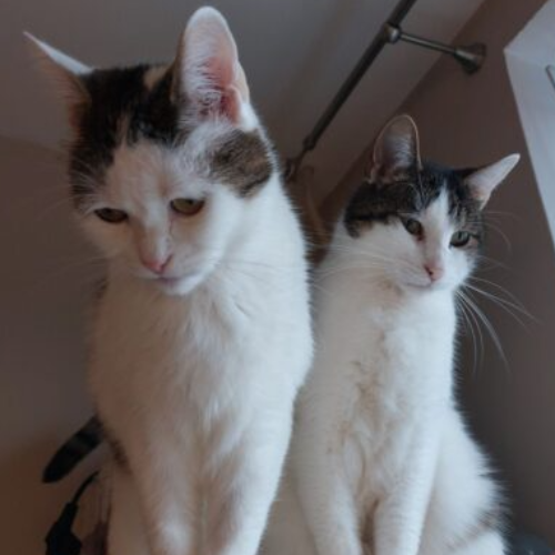 Koty ze schroniska do adopcji Tiko i Kiko