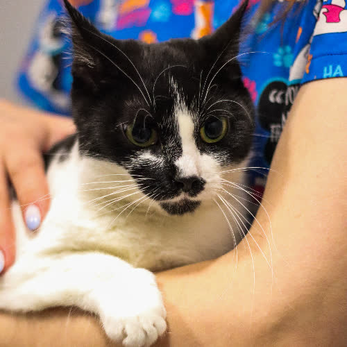 Koty ze schroniska do adopcji Zelda 