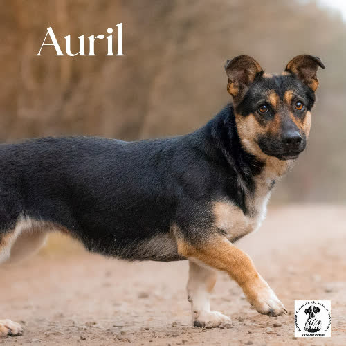 Psy ze schroniska do adopcji Auril