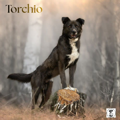 Stabilny TORCHIO 