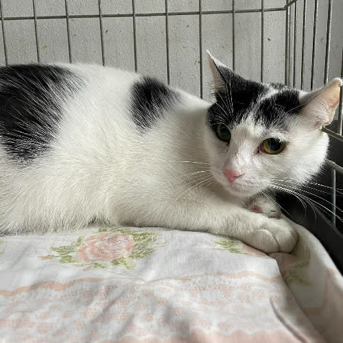 Koty ze schroniska do adopcji Madam