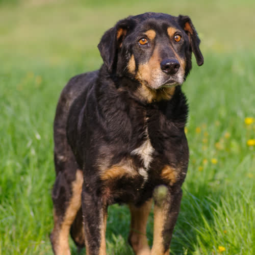 Psy ze schroniska do adopcji Wężyk mix Ogar 