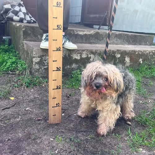 YOGI