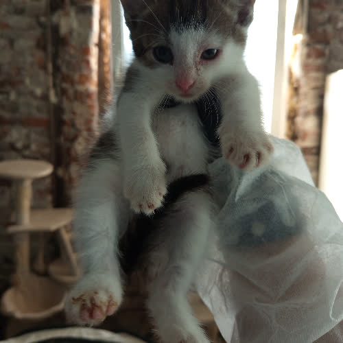 Koty ze schroniska do adopcji Morbital 