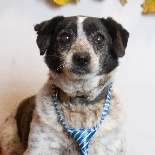 Psy ze schroniska do adopcji KROPEK