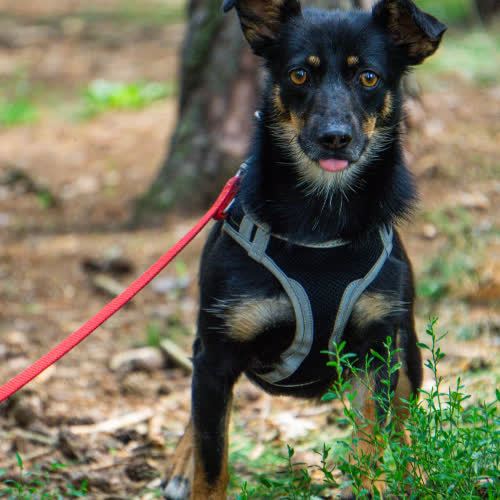 Psy ze schroniska do adopcji Salma