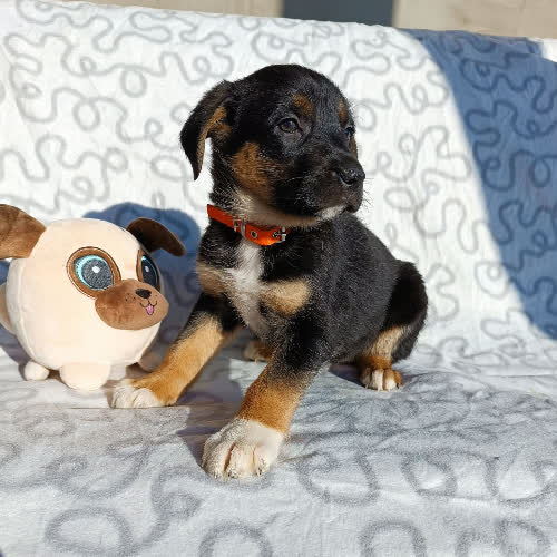 Psy ze schroniska do adopcji Azalia