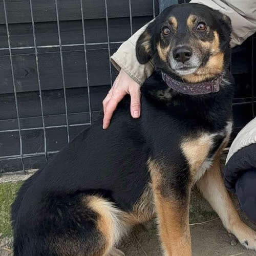 Psy ze schroniska do adopcji Lunka