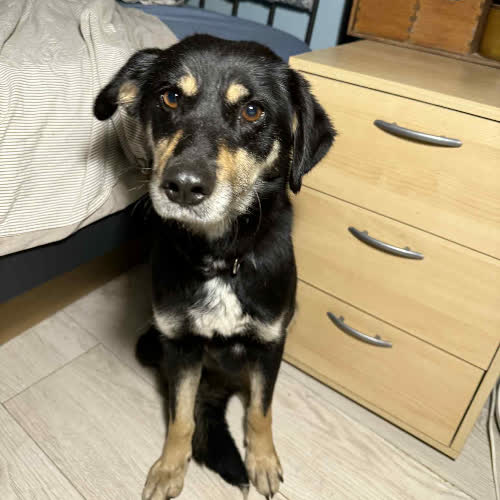 Koty ze schroniska do adopcji Taja