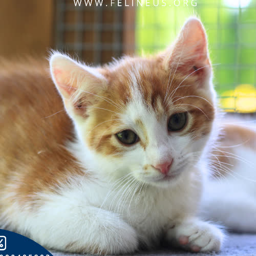 Koty ze schroniska do adopcji Selen
