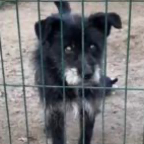 Psy ze schroniska do adopcji Nox