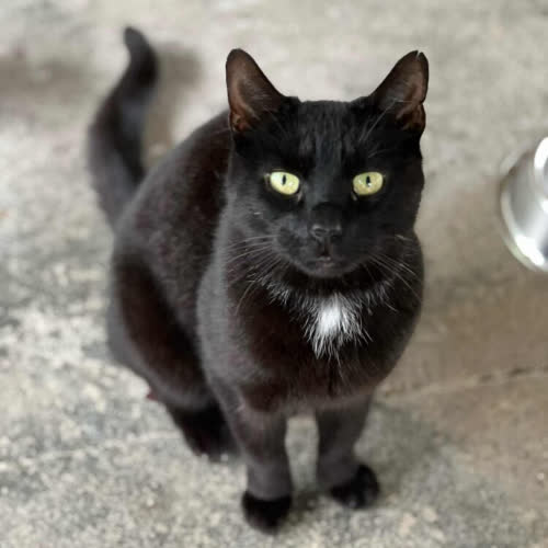Koty ze schroniska do adopcji Mako