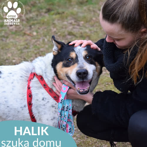Psy ze schroniska do adopcji Halik
