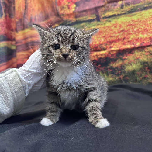 Koty ze schroniska do adopcji Frezja