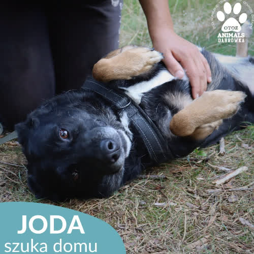 JODA