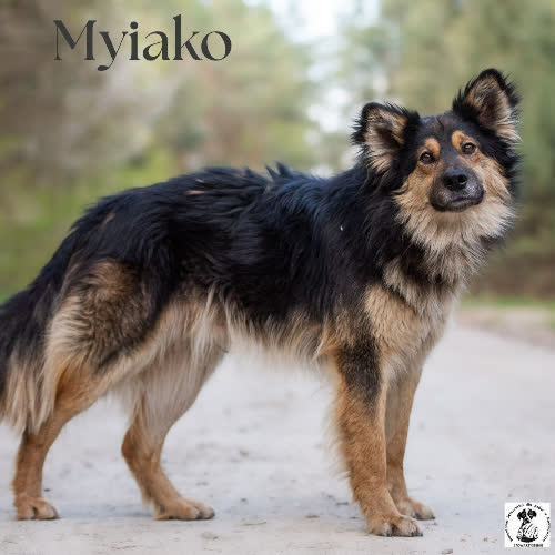 Pięknotek MYIAKO