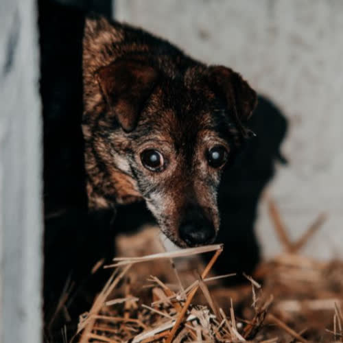 Psy ze schroniska do adopcji Bady