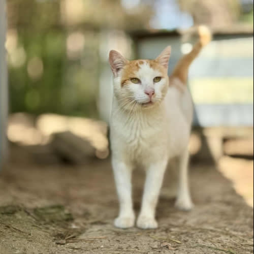 Koty ze schroniska do adopcji Romeo