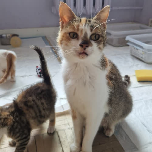 Koty ze schroniska do adopcji Mamacita 