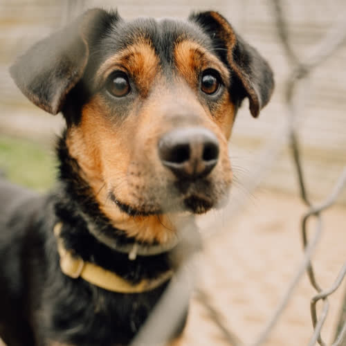 Psy ze schroniska do adopcji Gatsby