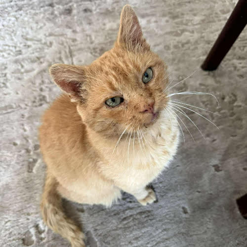 Koty ze schroniska do adopcji Rudolf