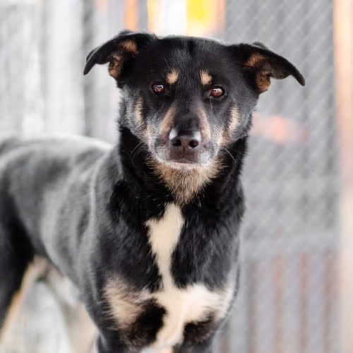 Psy ze schroniska do adopcji Ogonek 