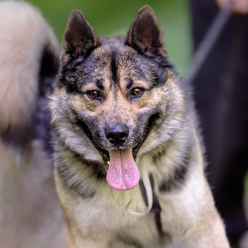 Psy ze schroniska do adopcji Helios