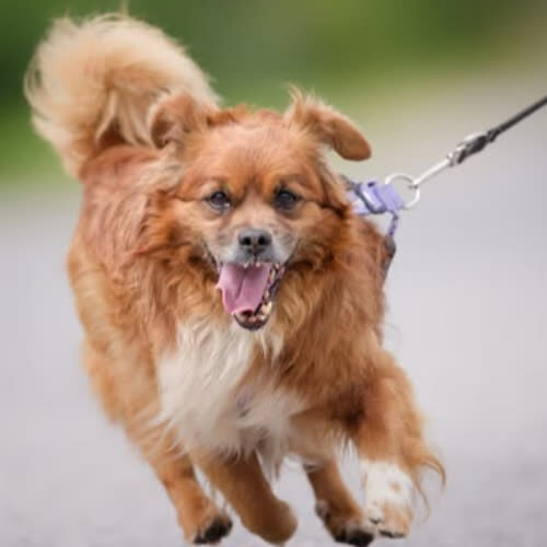 Psy ze schroniska do adopcji Boguś