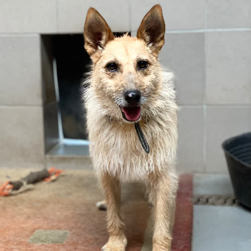 Psy ze schroniska do adopcji Maja