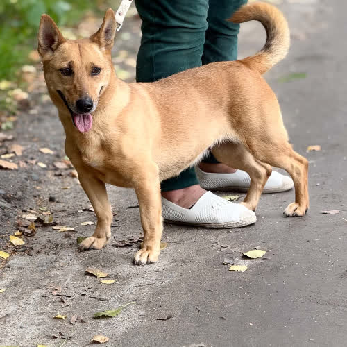 Psy ze schroniska do adopcji Nogawka 