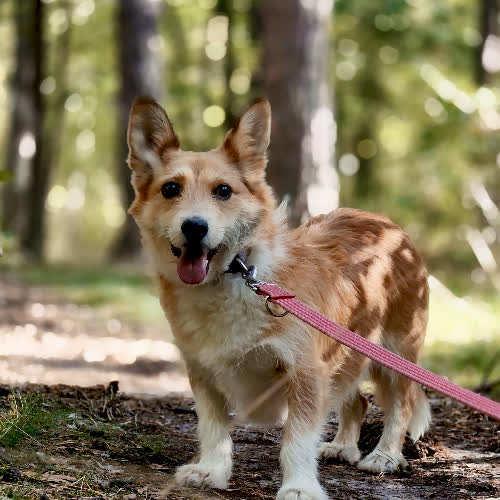 Psy ze schroniska do adopcji Bazyl